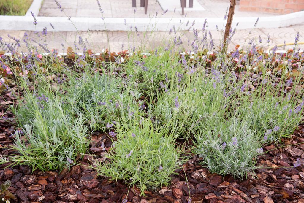 Garden On The Sea Bed & Breakfast Vico Equense Luaran gambar